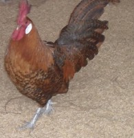 /album/galeria-de-fotos/galo-campine-dourado-jpg/